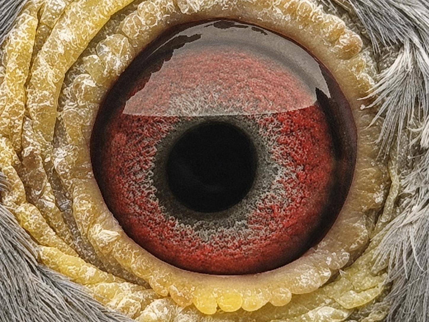 Pigeon eye